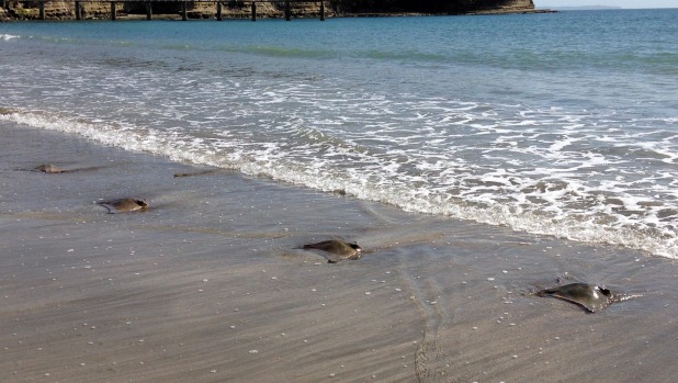 Stingrays