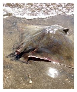 Click to enlarge Stingrays_1