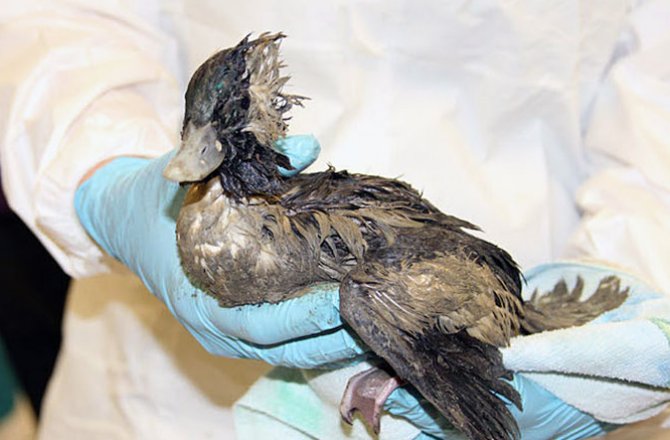 Duck