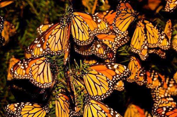 monarch butterflies