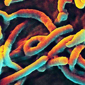 ebola
