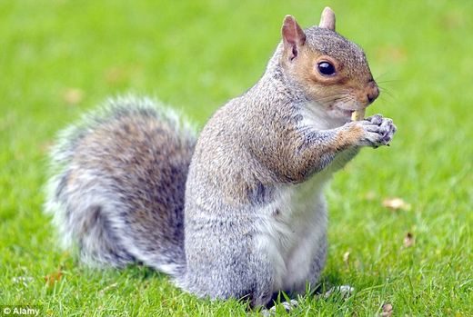 Click to enlarge squirrel eats plastic toyota