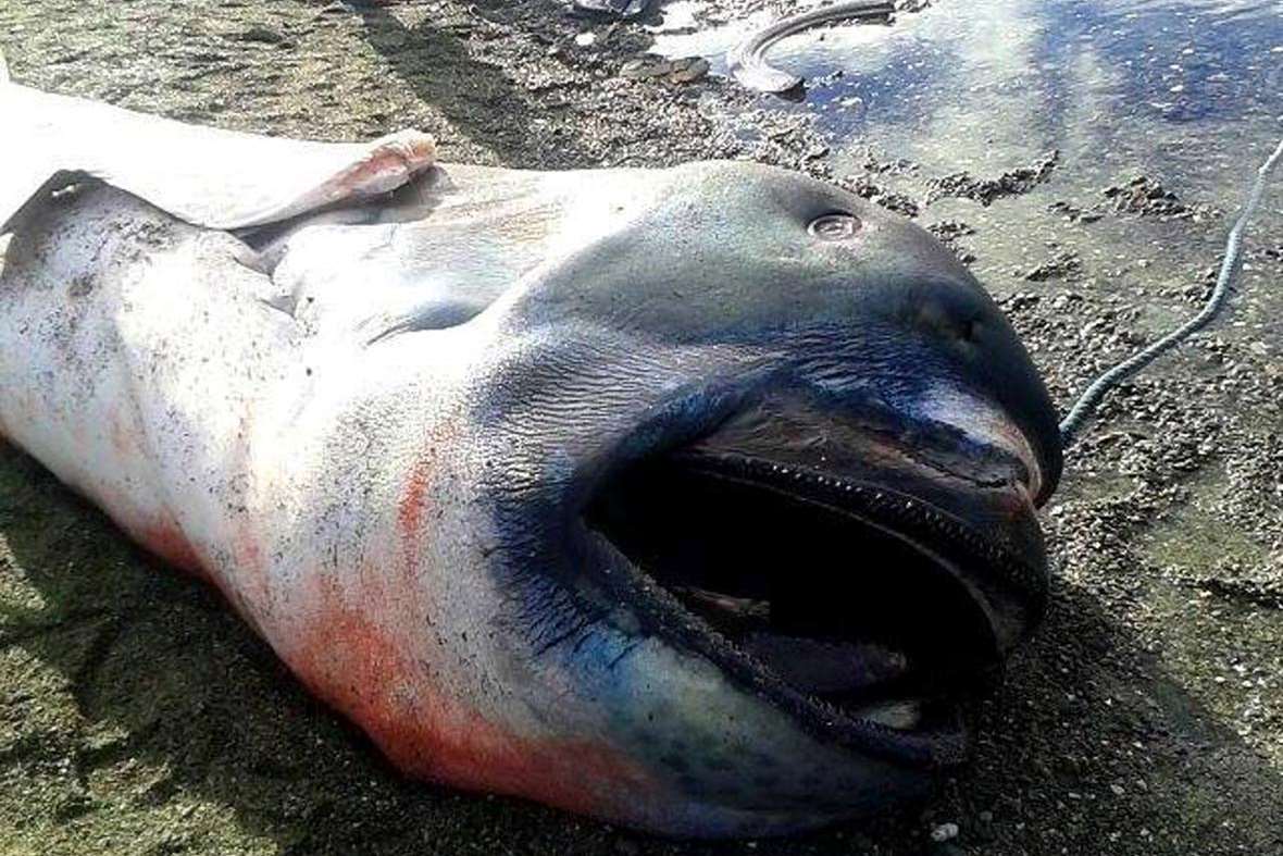Megamouth Shark