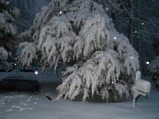 Click to enlarge trees in snow