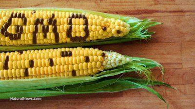 gmo corn