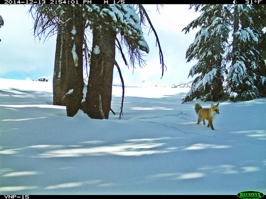 red fox