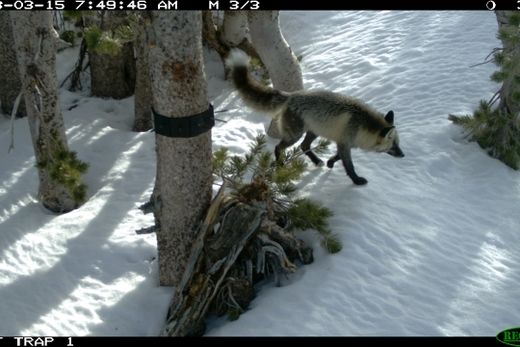Sierra Nevada red fox