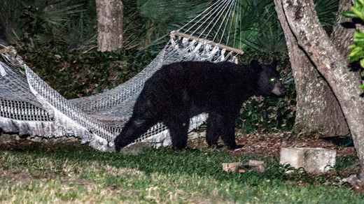 black bears