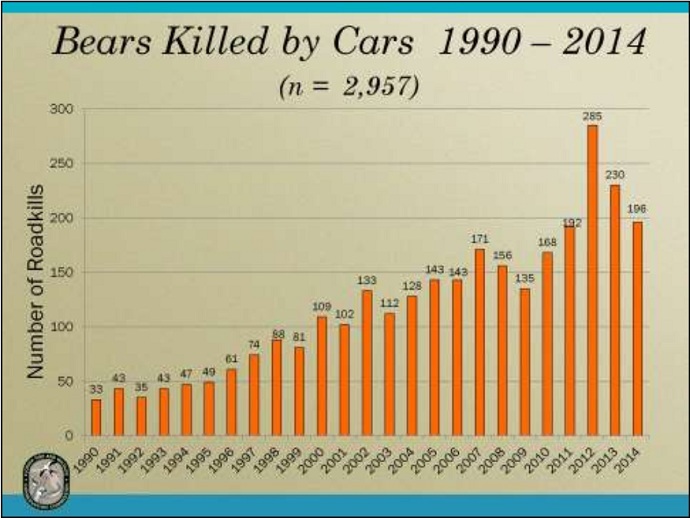bears killed by cars