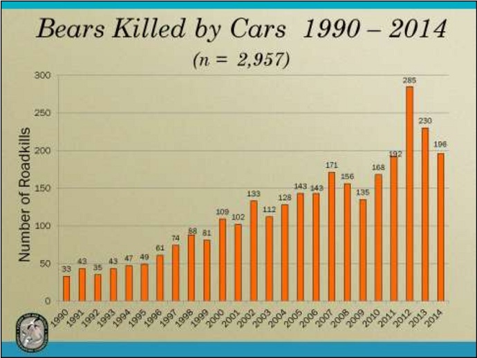 Click to enlarge bears killed by cars