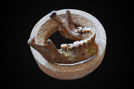 Mesolithic jaw and teeth
