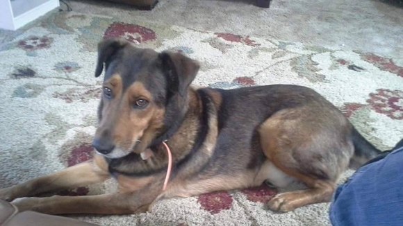 dog