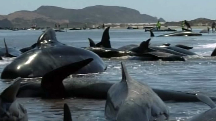 Stranded Whales