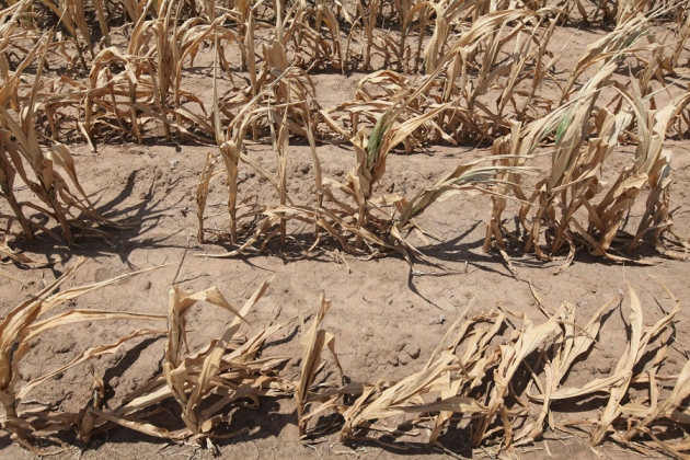 dried up crops