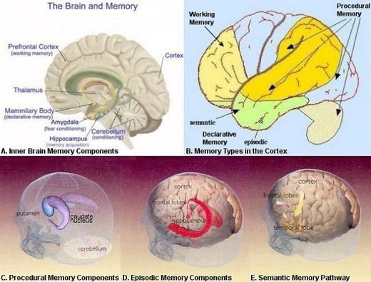 Click to enlarge brain memory centers