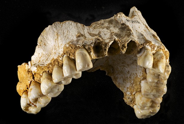 Click to enlarge Neanderthal jaw bone