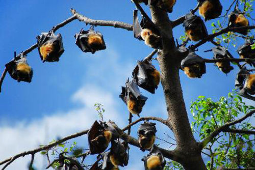 Click to enlarge bats hanging in tree