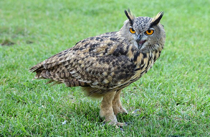 European Eagle Owl