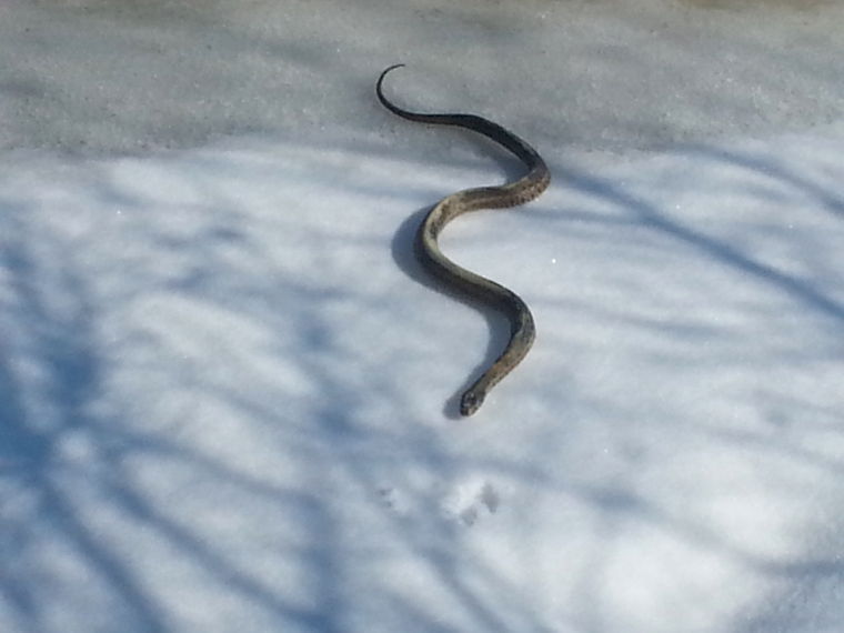 Змеи после спячки. Гадюка зимует. Змея в снегу. Змеи зимой. Змеи зимуют.