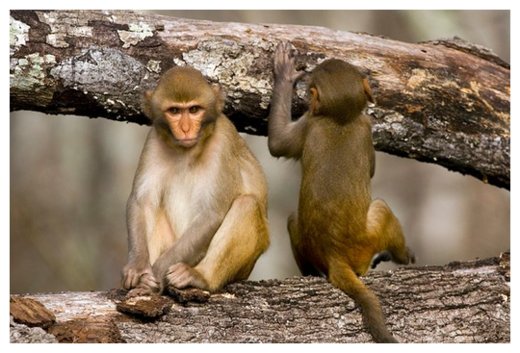 Rhesus Monkeys