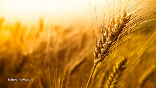 Click to enlarge wheat_roundup