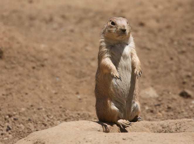 prairie dog