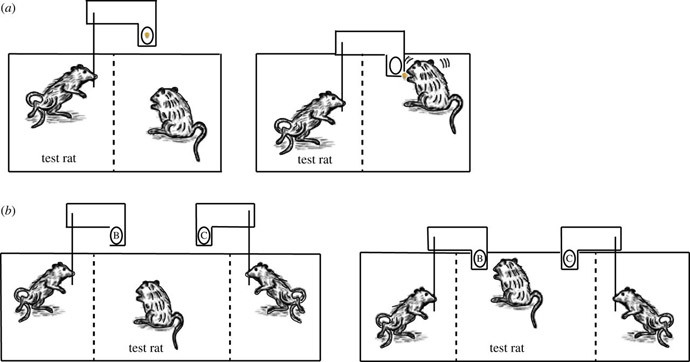 Click to enlarge rat experiment