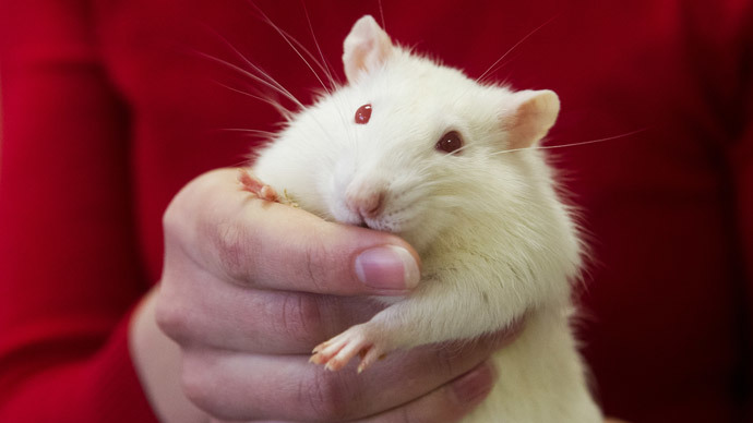 rat