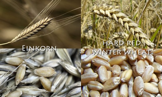 Einkorn