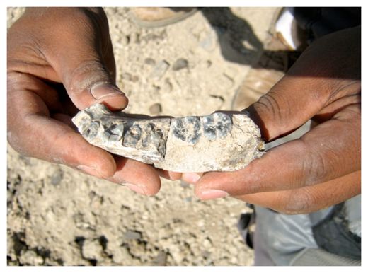 Click to enlarge Mandible