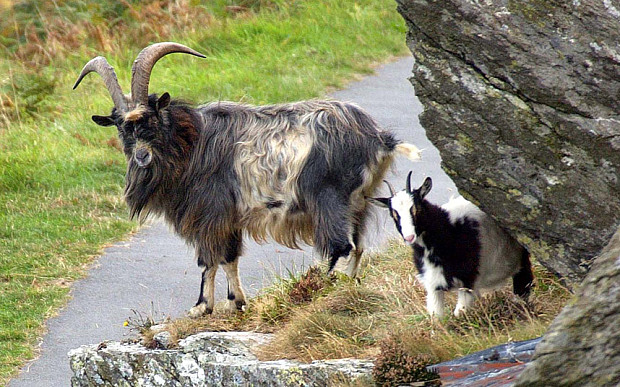 Goat and Kid