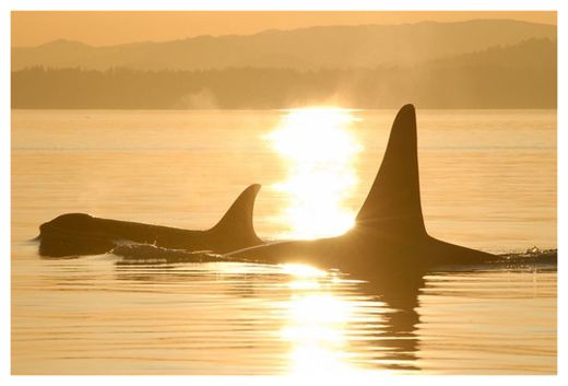 Click to enlarge Killer whales