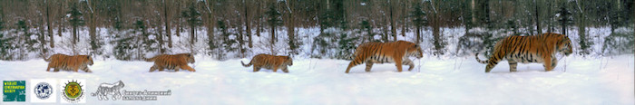 Click to enlarge Amur Tiger Family