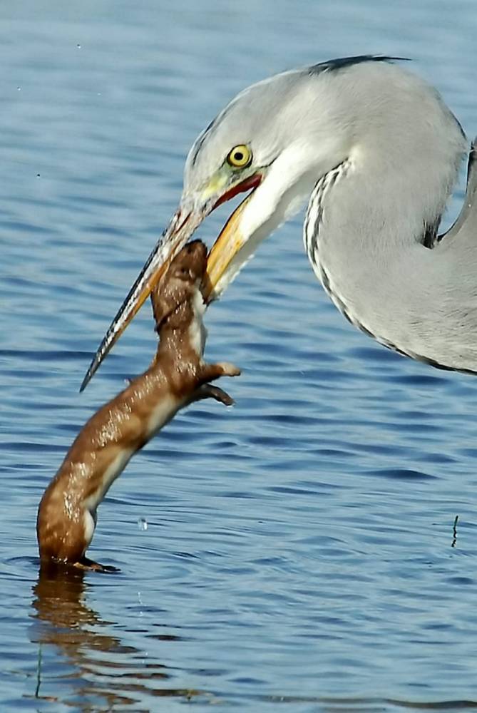 Click to enlarge Image