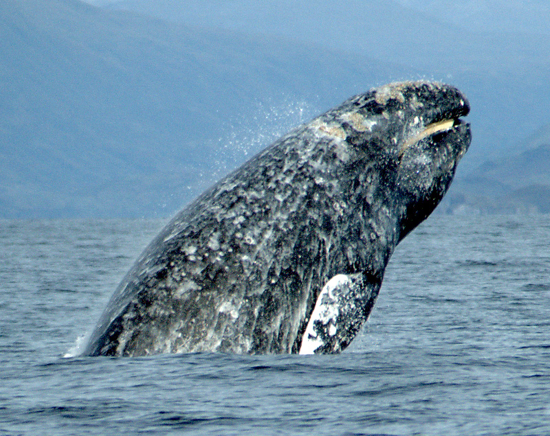Click to enlarge Image