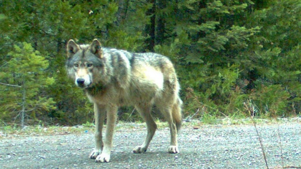 Click to enlarge Image