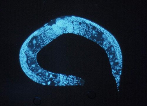 Roundworm