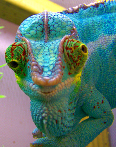 Click to enlarge blue chameleon