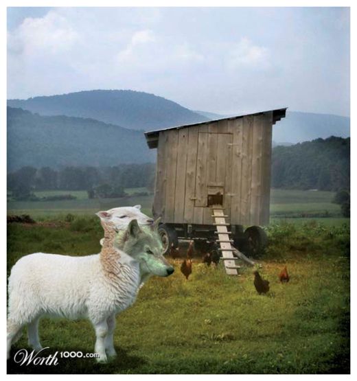 Wolf Guarding Henhouse