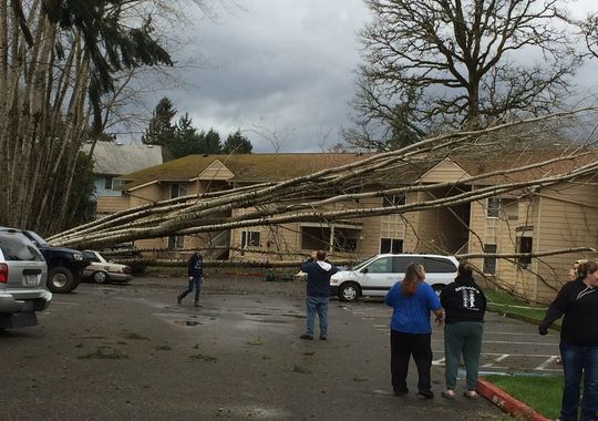 Click to enlarge trees down St. Helens Oregon