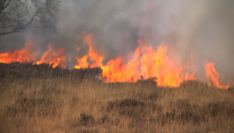wildfire