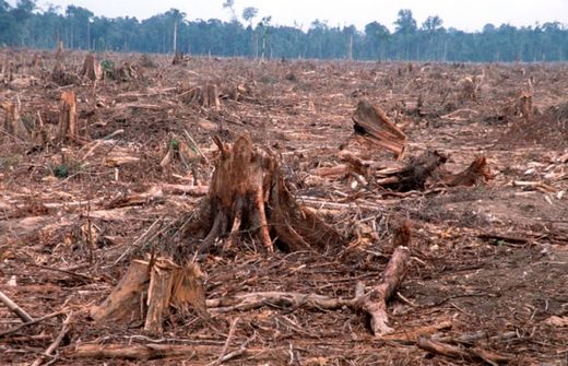 logging