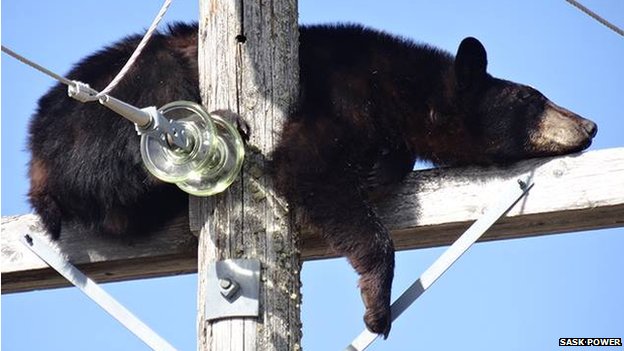 Click to enlarge Power nap