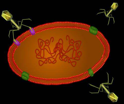 Click to enlarge Graphic of viruses