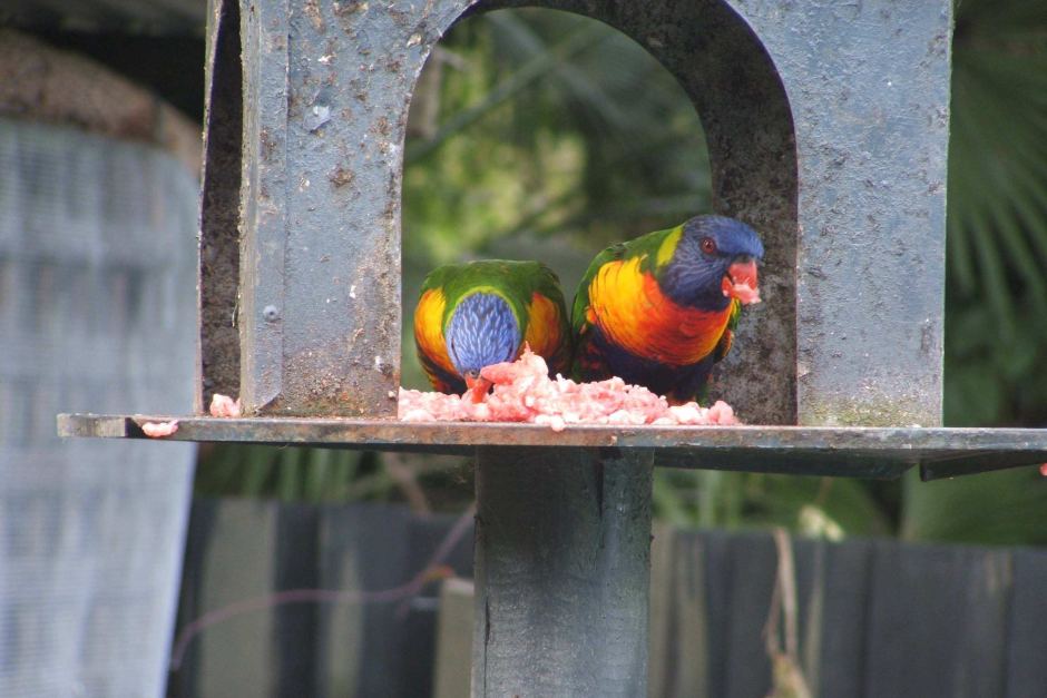 Lorikeets Eating Meat_1
