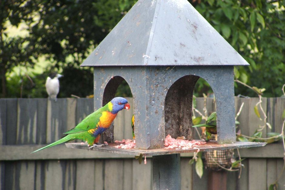 Lorikeets Eating Meat_2