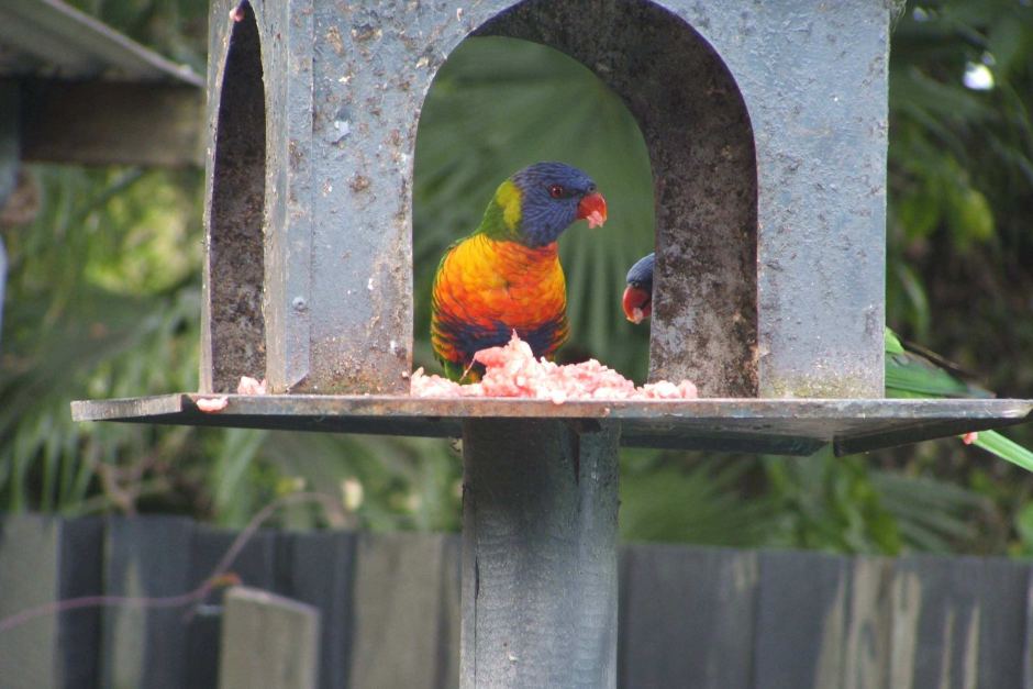 Lorikeets Eating Meat_3