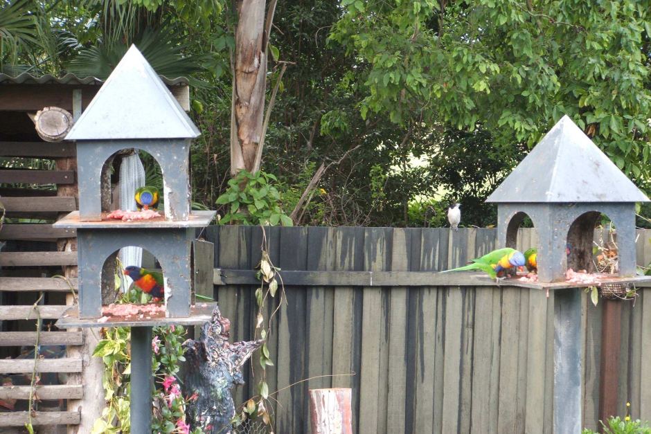 Lorikeets Eating Meat_4