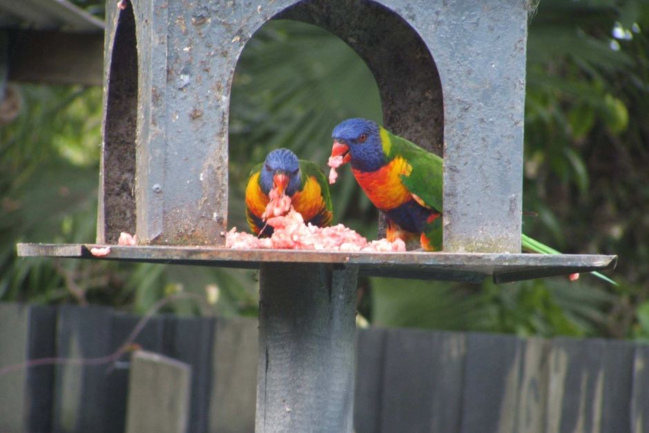 Click to enlarge Lorikeets Eating Meat_5