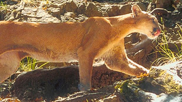 A mountain lion. 